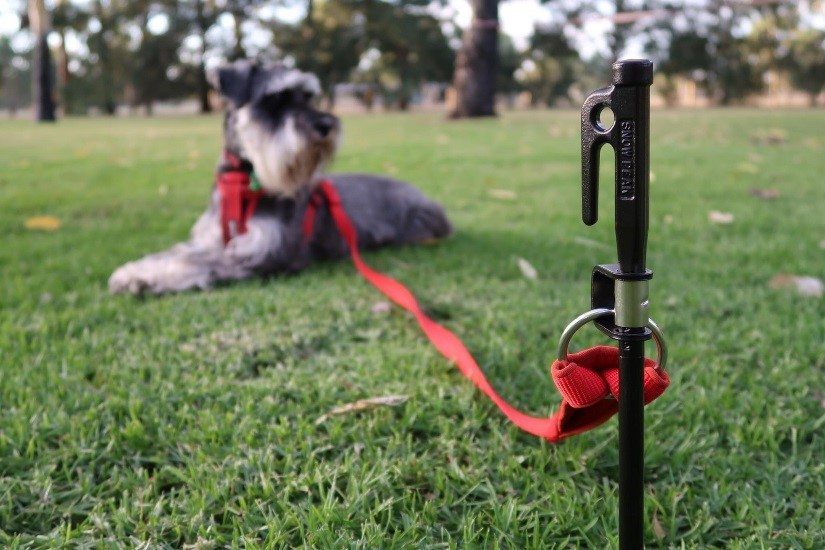 Dog anchor Clearance